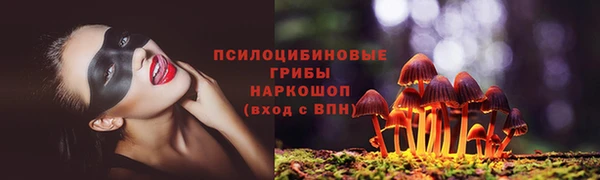 сатива Новозыбков