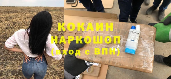 сатива Новозыбков